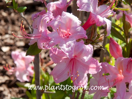 Candy Lights Rhododendron